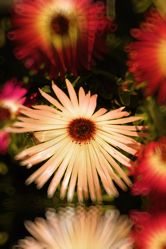 Bild mit Sonnenanbeter - Blumen