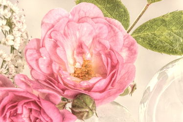 Blumenarrangement - Rosen