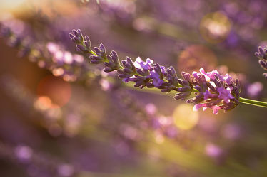 Bild mit Natur, Pflanzen, Blumen, Lavendel, Blume, Pflanze, Flora, Blüten, Tapete, blüte, fototapete, Lavendelzweig, Lavendelblüte