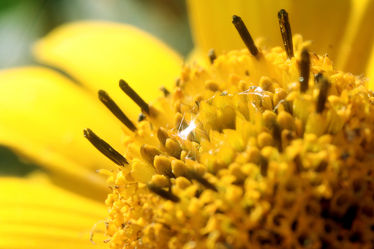 Sonnenngelbe Blume