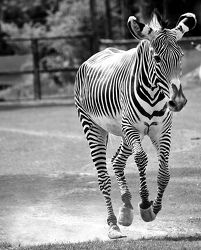 Bild mit Tiere, Tier, Lebewesen, Afrika, Tierwelt, Zebra, Zebras, schwarz weiß, SW