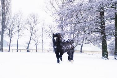Schwarzes Pferd in einer Winterlandschaft