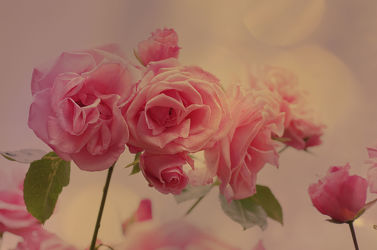 Bild mit Natur, Rosen, Rose, Blüten, garten, romantisch, verträumt, Naturbild, frische, rosenblüten, Blumenbilder, Rosengarten