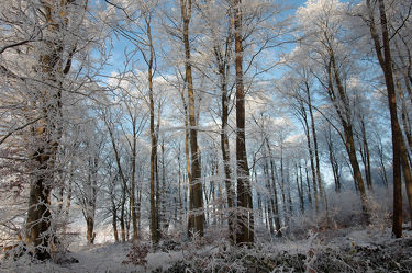 Bild mit Natur, Landschaften, Bäume, Winter, Schnee, Wälder, Wald, Baum, Landschaft, Weihnachten, winterlandschaft, Winterlandschaften, Winterbilder, Kälte, Frost, Winterbild, winterwunder