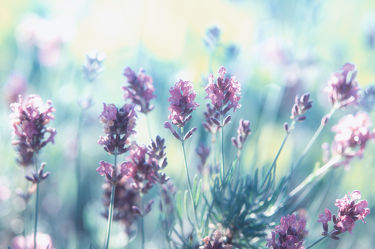 Bild mit Lavendel Blumen Bilder