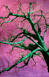Bild mit Kunst, Natur, Bäume, Rosa, Baum, Abstraktes, art, pink