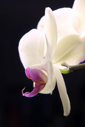 Beauty Orchid