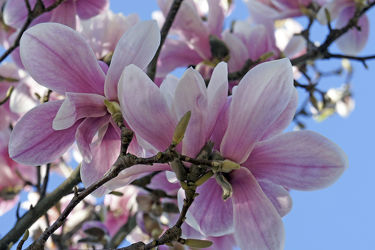 Zauberhafte Magnolienblüte