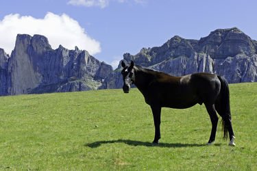 Schönes Pferd in den Alpen