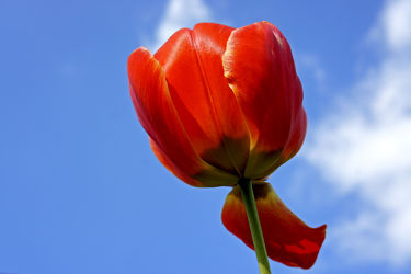 Farbenfrohe Frühlings Tulpe
