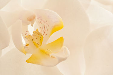 Orchideenmakro 1