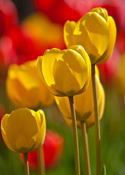 gelbe Tulpen