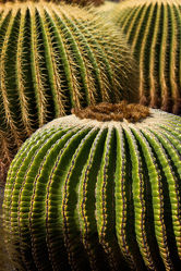 Bild mit Pflanzen, Pflanze, kakteen, Lanzarote, Wüste, Kaktus, Wüsten, wüstensteppe