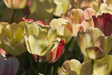 leuchtende Tulpen auf der Wiese