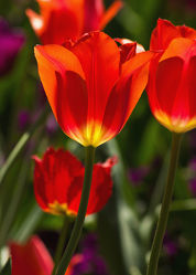 leuchtend rote Tulpen