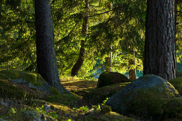 Wald in Schweden 4
