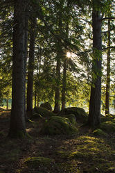 Wald in Schweden 5
