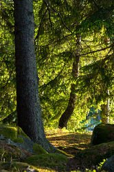 Wald in Schweden 6