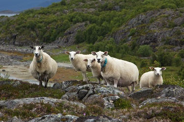 Schafe in der Felsenlandschaft Norwegens