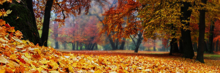 Bild mit Natur, Bäume, Wälder, Herbst, Wald, Baum, Park