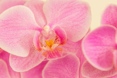 orchid pink