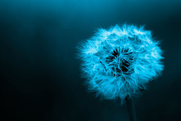 dandelion - blue