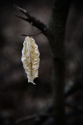 the lonely leaf