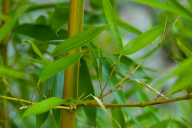 Asiatischer Bambus
