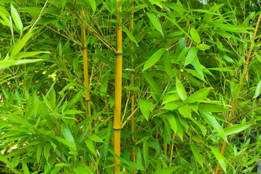 Bild mit Bambus, Tapeten, ASIATISCH, Bambusblatt, Bambusblätter, fototapeten, vliestapeten, motivtapete