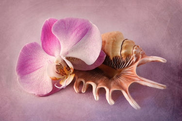 Bild mit Pflanzen, Blumen, Rosa, Orchideen, Blume, Orchidee, Pflanze, Muschel, Muscheln, Blüten, blüte