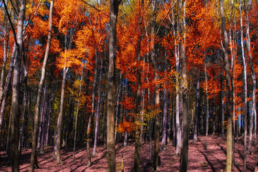 Bild mit Landschaften, Bäume, Wälder, Herbst, Wege, Sonne, Wald, Baum, Weg, Landschaft, Harz