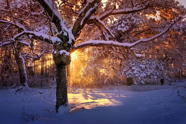 Bild mit Winter, Schnee, Eis, Wälder, Sonnenuntergang, Sonnenaufgang, Wald, Märchenwald, frühjahr, Kälte, Frost, Sonnenstrahlen