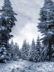 Bild mit Natur, Landschaften, Berge, Winter, Schnee, Eis, Tannen, Landschaft, Weihnachten, winterlandschaft, Harz, berg, Kälte, Gebirge, Wind, gefroren, Gipfel, Kalt, Polar