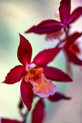 Ancyclia Orchidee