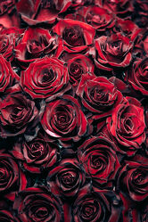Bild mit Rosen, Blume, rote Rosen, blüte, Geburtstag, Strauß, Queen, Dornen, Königin, Geburtstagsstraus