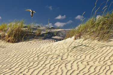 Bild mit Natur, Landschaften, Sand, Sandstrand, Ostsee, Meer, Landschaft, Düne, Dünen, Dünengras, Strandhafer