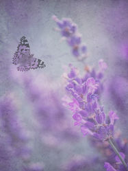 Bild mit Blumen, Insekten, Lavendel, Schmetterlinge, Blume, Blüten, Schmetterling, blüte, Insekt