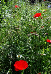Bild mit Blumen, Mohn, Blume, Mohnblume, Mohnfeld, Mohnblüte, Felder, Blüten, Mohnblumen, blüte, Wiesen, Weiden, Mohnblumenfeld
