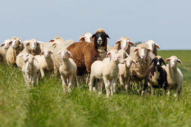 Bild mit Tiere, Tier, Schafe, Weide, Herde, Schaf, Lamm, Lämmer