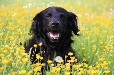 Hund auf Blumenwiese