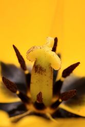 Blütenstempel Tulpe
