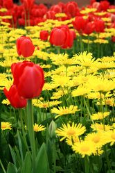 Blumenbeet mit roten Tulpen und gelben Gämswurzen