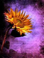 Bild mit Kunst, Blumen, Blume, Flower, Abstrakt, Blüten, yammay blumig, Schatten, Silhouette, natur kunst