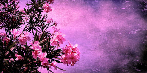 Bild mit Kunst, Blumen, Rosa, Blume, Flower, Abstrakt, Blüten, yammay blumig, VINTAGE, pink, Schatten, Silhouette, natur kunst