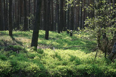 Bild mit Natur, Bäume, Wälder, Laubbäume, Wald, Baum, Waldlichtung, Märchenwald, Waldblick, Meine Fotos