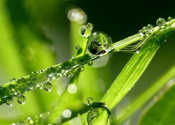 Bild mit Gräser, Gras, Wiese, Wassertropfen, Regentropfen, Wasserperlen, Tropfen, Wiesen, Tau, Grashalme, drop