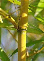 Bild mit Natur, Bambus, Meditation, Ruhe, Entspannung, Wellness, bambuswald, Yoga, bambusstangen, Bambusblatt, Bambusblätter, zen