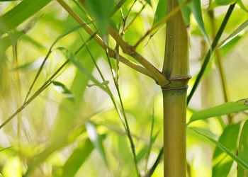 Bild mit Natur, Bambus, Meditation, Ruhe, Entspannung, Wellness, bambuswald, Yoga, bambusstangen, Bambusblatt, Bambusblätter, zen