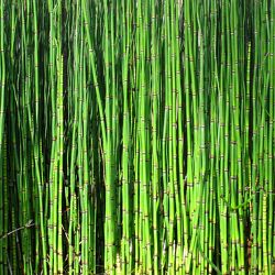 Bild mit Natur, Pflanzen, Bambus, Pflanze, Wellness, bambuswald, bambusstangen, bambusrohr, bambuspflanze, Bambusblatt, Bambusblätter