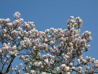 Magnolien - Baum
